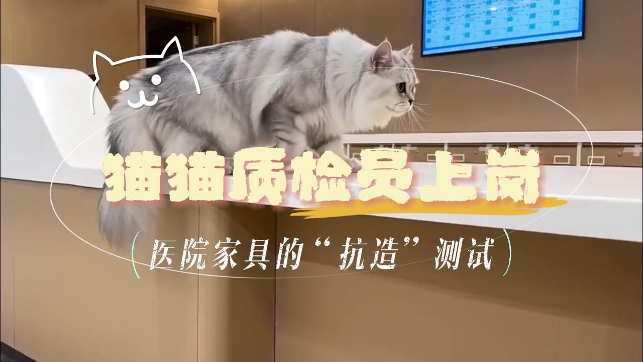 猫猫质检员上岗